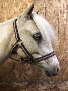 Poney à vendre 37"