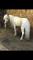 Poney à vendre 37"