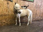 Poney à vendre 37"