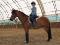 Poney Medium - Chasseur / Sauteur / Dressage