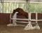 Poney Medium - Chasseur / Sauteur / Dressage