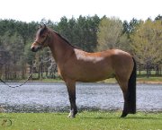 Poney Medium - Chasseur / Sauteur / Dressage