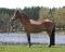 Poney Medium - Chasseur / Sauteur / Dressage
