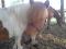 Team de poney