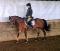 Poney à vendre