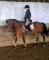 Poney à vendre