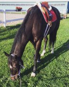 tb a vendre de 7 ans beau petit projet urgent