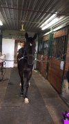 tb a vendre de 7 ans beau petit projet urgent