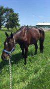 tb a vendre de 7 ans beau petit projet urgent