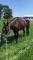 tb a vendre de 7 ans beau petit projet urgent