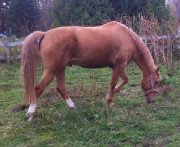 AVEZ VOUS VU CE CHEVAL 