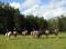 Cours d'équitation