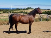 Cheval de compagnie