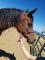 Cheval de compagnie
