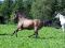 Cheval de compagnie
