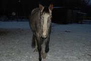 Cheval à vendre