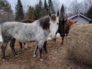 Cheval à vendre
