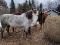 Cheval à vendre