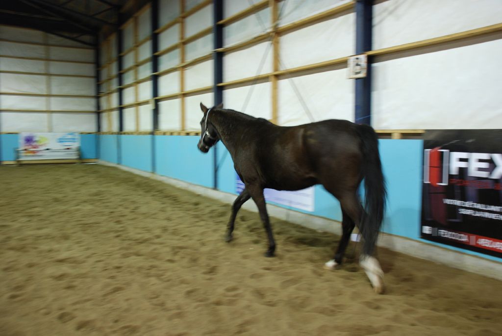Cheval à vendre