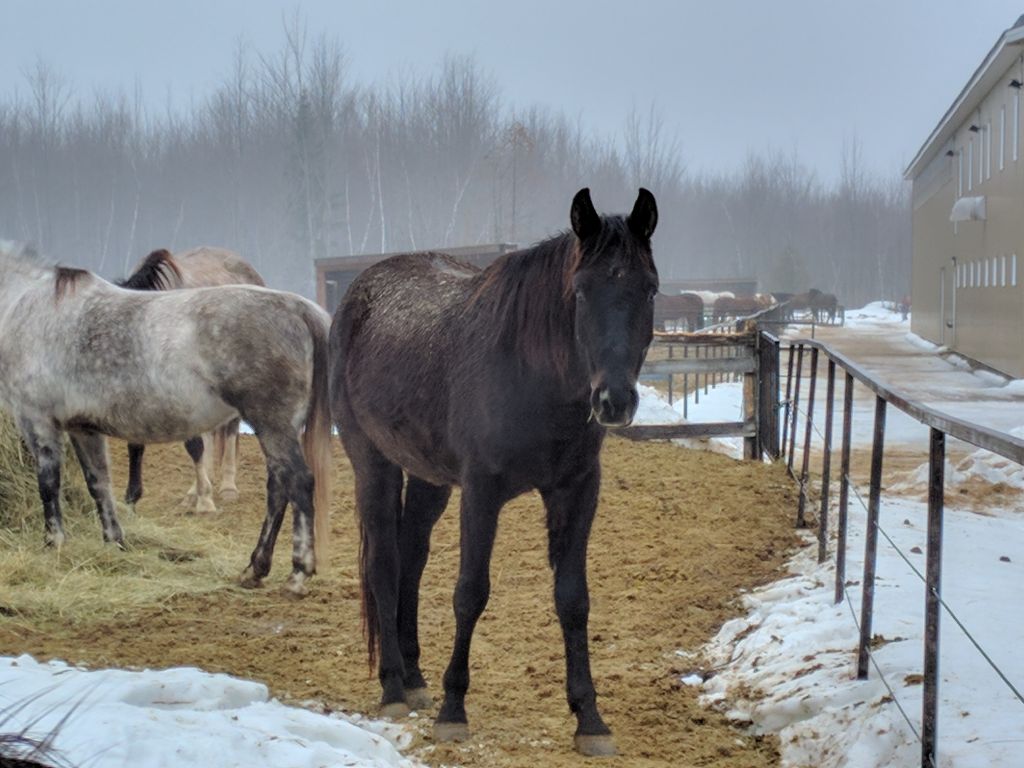 Cheval à vendre
