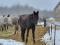 Cheval à vendre