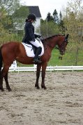 Demi pension sur jument warmblood de 4 ans