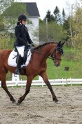 Demi pension sur jument warmblood de 4 ans