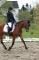 Demi pension sur jument warmblood de 4 ans