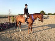 Super QH bombproof à vendre 