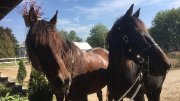 Demi pension superb cheval !!