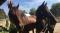 Demi pension superb cheval !!
