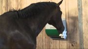 Mangeoire pour chevaux Quaryka