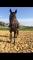 Jument offert en demi penssion
