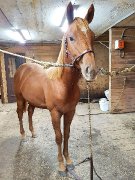 Pouliche quarter horse