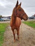 Pouliche quarter horse