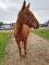 Pouliche quarter horse
