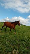 Pension exterieur avec boxe et manège intérieur