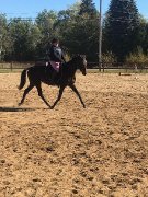 Belle jument TB