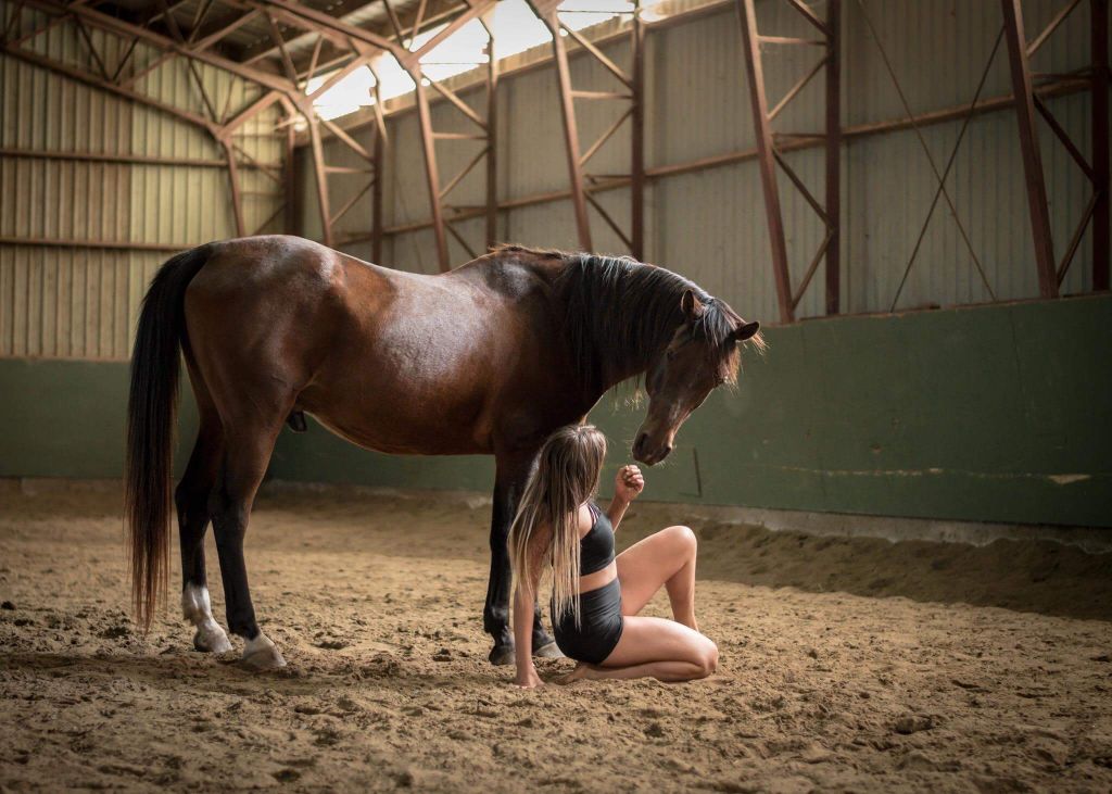 Demi pension, Cheval Arabe