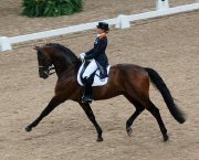 Recherché/Looking for dressage Prospect de...
