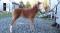 Poney à vendre