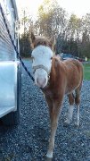 Poney à vendre