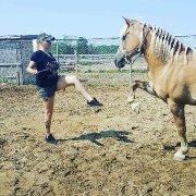 Jument HAFLINGER ENREGISTRÉ à ÉCHANGER 