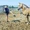 Jument HAFLINGER ENREGISTRÉ à ÉCHANGER 
