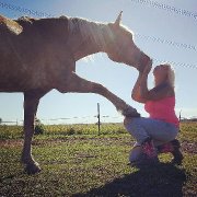 Jument HAFLINGER ENREGISTRÉ à ÉCHANGER 
