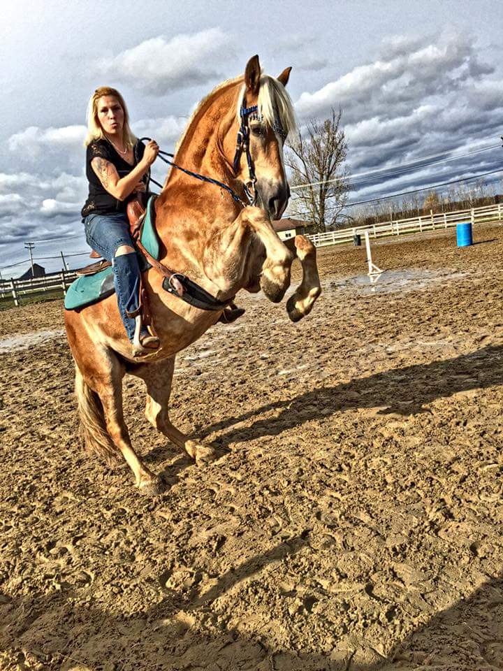 Jument HAFLINGER ENREGISTRÉ à ÉCHANGER
