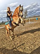 Jument HAFLINGER ENREGISTRÉ à ÉCHANGER 