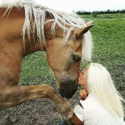 Jument HAFLINGER ENREGISTRÉ à ÉCHANGER 