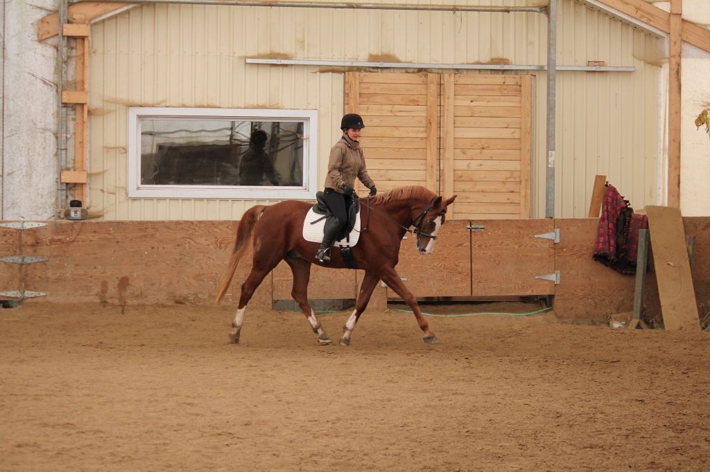 Magnifique Hongre pour Dressage et Saut