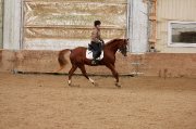 Magnifique Hongre pour Dressage et Saut